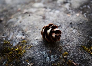 Close-up of snail on ground