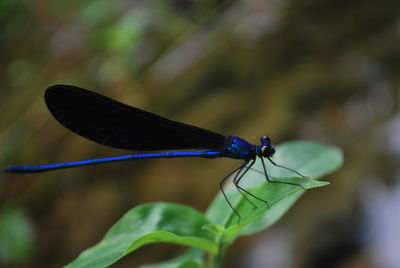 Close-up of grasshopper