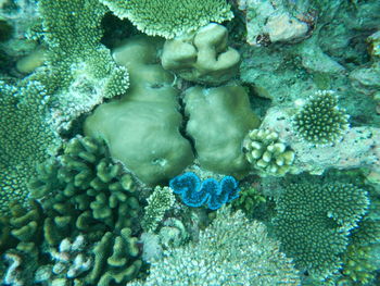 Close-up of coral in sea