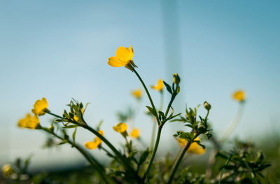 Close-up of yellow flowering plant against sky