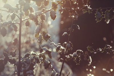 Frozen plants in forest at morning