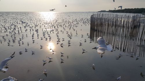 Seagulls flying over lake against sky