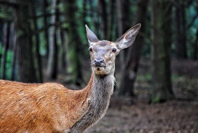 Portrait of fallow deer standing on tree