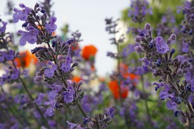 Close-up of purple flowering plants