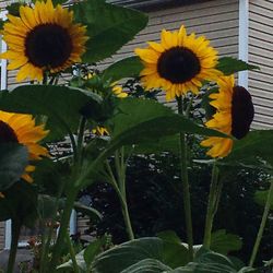 Yellow flowers blooming outdoors