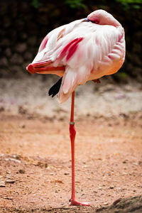 Close-up of bird