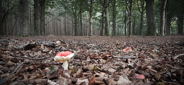 View of mushrooms growing on field