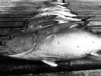 High angle view of fish for sale