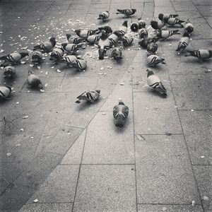 large group of animals