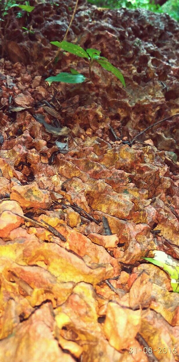 LEAVES ON TREE TRUNK