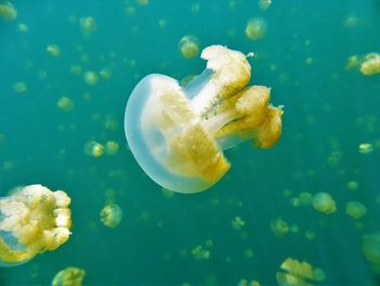 Close-up of jellyfish swimming in sea