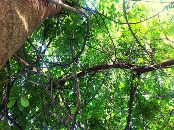 Low angle view of trees in forest