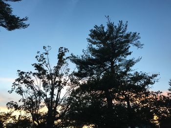 Low angle view of silhouette trees against sky