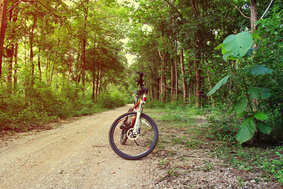 Bicycle on road amidst trees in forest