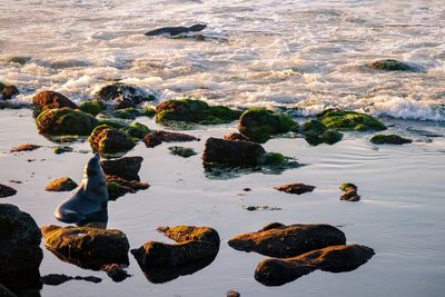 High angle view of crab on beach