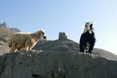 Low angle view of sheep on rock against sky