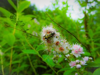 Close-up of insect on flower