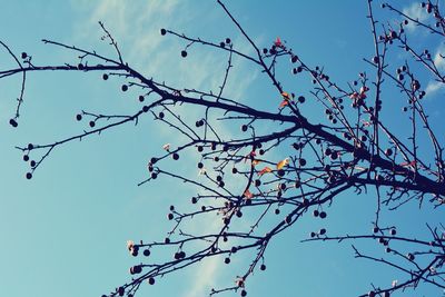 Low angle view of tree against clear sky