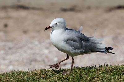 Close-up of bird perching on field