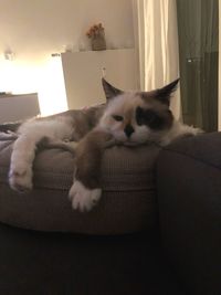 Cat resting on sofa at home