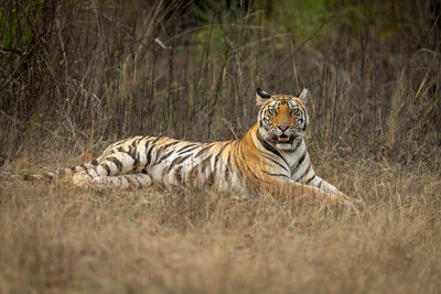 Tiger in forest