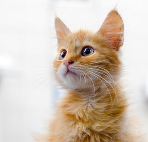 Close-up portrait of cat