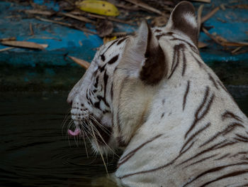 Side view of an animal