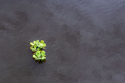 High angle view of flowering plant floating on water