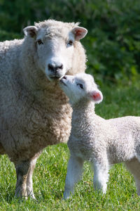 Sweet shot of mother sheep with her newborn baby  in a field