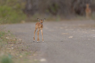 View of horse on road