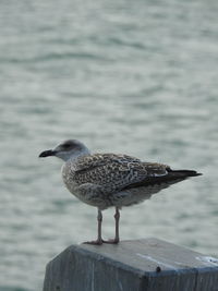 Close-up of seagull perching on wooden post