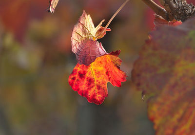 Close-up of orange maple leaves on tree