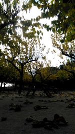 Trees by lake against sky