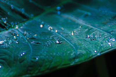 Close-up of water drops on leaf