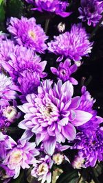 Close-up of pink flowers