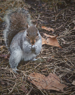 Close-up of squirrel on field