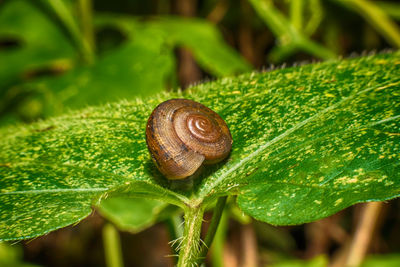 Close-up of snail on plant