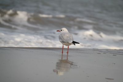 Seagull perching on shore