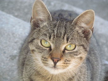 Close-up portrait of cat