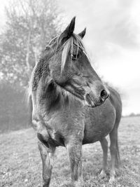 Horse standing on field