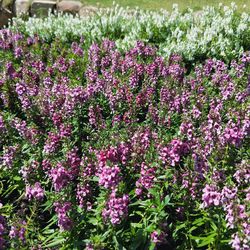 Close-up of pink flowers blooming on field