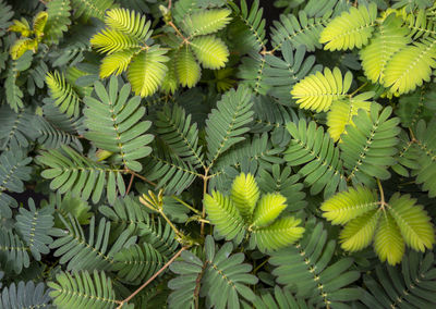 Full frame coseup shot of sensitive plant leaves