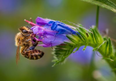 Close-up of bee pollinating on purple flower