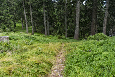 Trees in forest