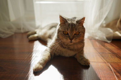 Portrait of a beautiful cat. cute cat portrait. happy pet.