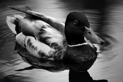 Close-up of swan swimming in lake