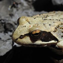 Close-up of frog