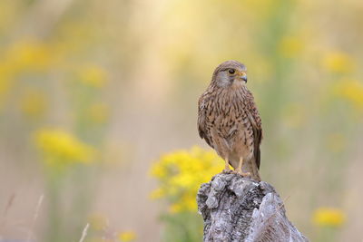 Close-up of bird perching on rock