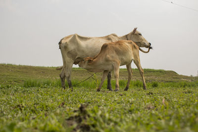 Cow standing in a field