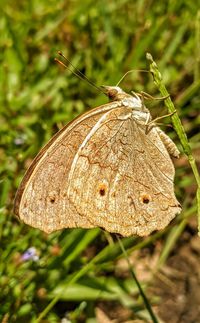 Close-up of butterfly on plant